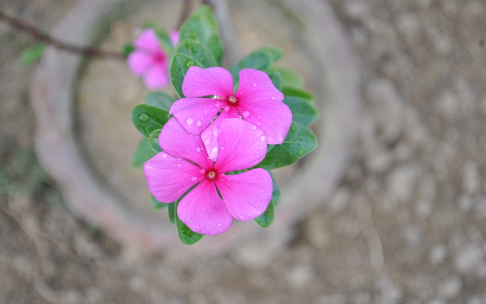 fleurs fleur nature flore jardin été gros plan feuille bluming pétale à l extérieur floral belle couleur