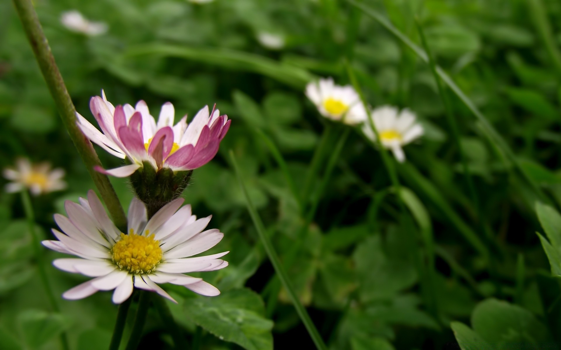 fleurs nature flore fleur été feuille jardin bluming floral pétale lumineux croissance saison herbe foin champ gros plan sauvage belle couleur