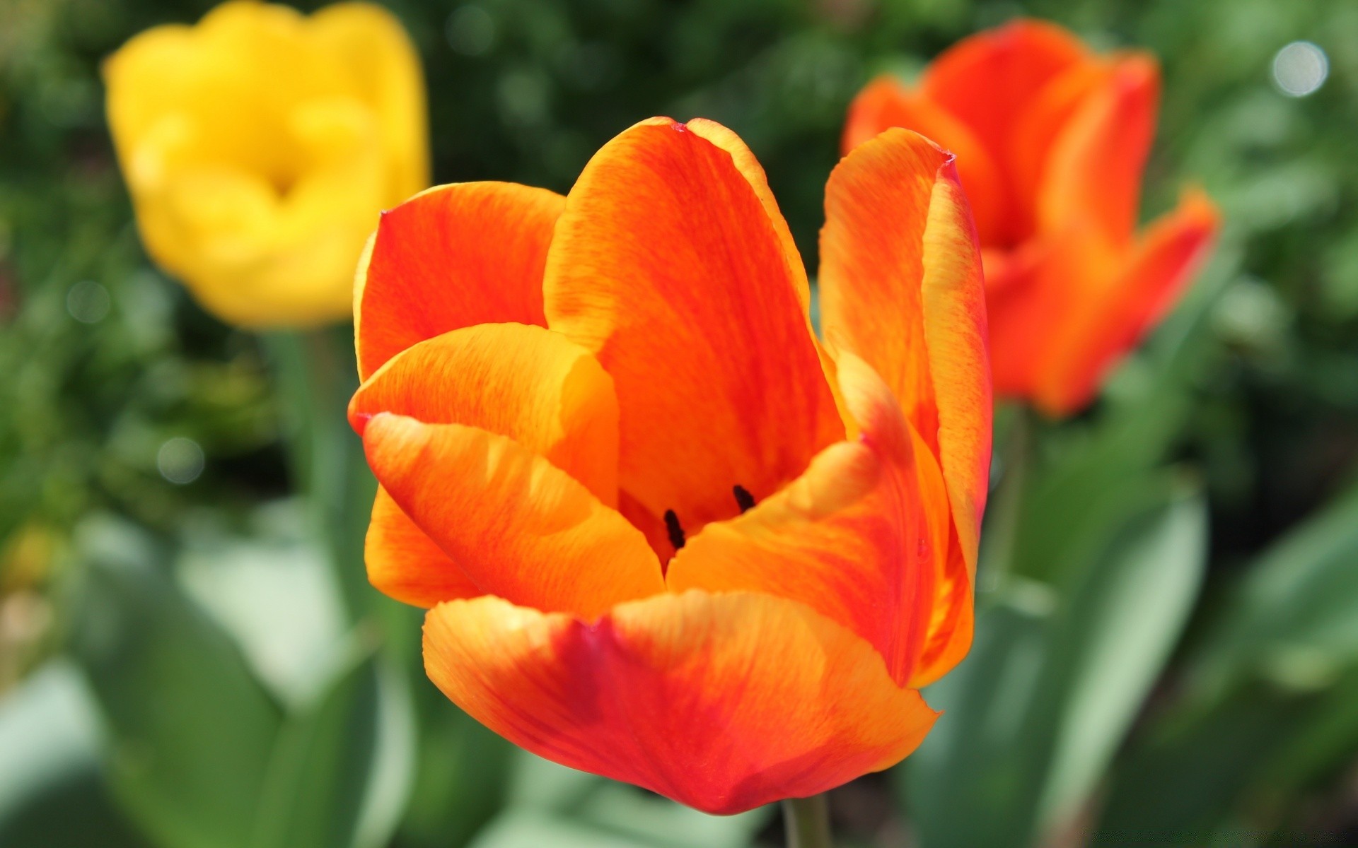 flores flor naturaleza flora jardín hoja tulipán verano color brillante crecimiento floral pétalo bluming al aire libre estación parque