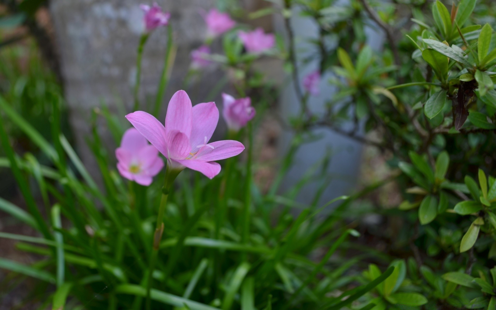 flowers flower nature garden flora leaf summer blooming color close-up floral grass growth beautiful park petal season bright