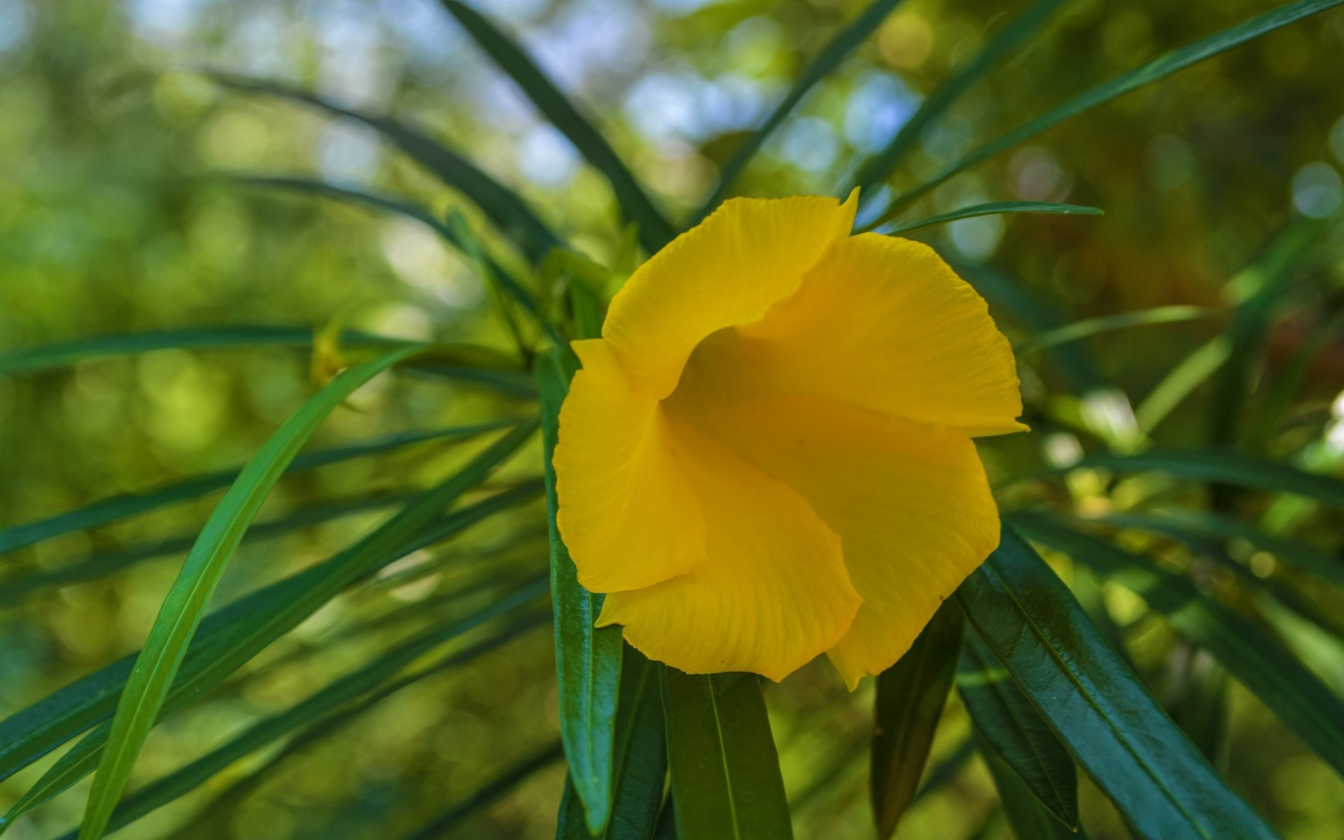 kwiaty natura liść flora jasny kwiat ogród lato kolor wzrost na zewnątrz tropikalny zbliżenie środa sezon