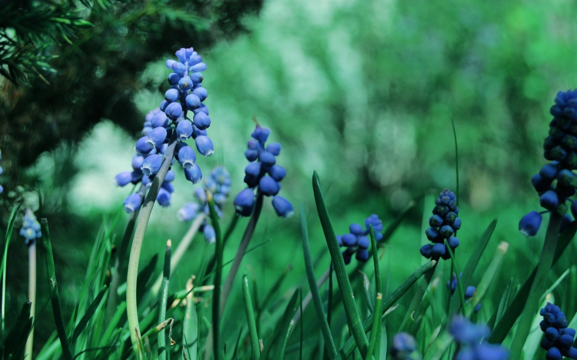 flowers nature leaf summer flora grass season bright outdoors growth field garden flower hyacinth color wild fair weather