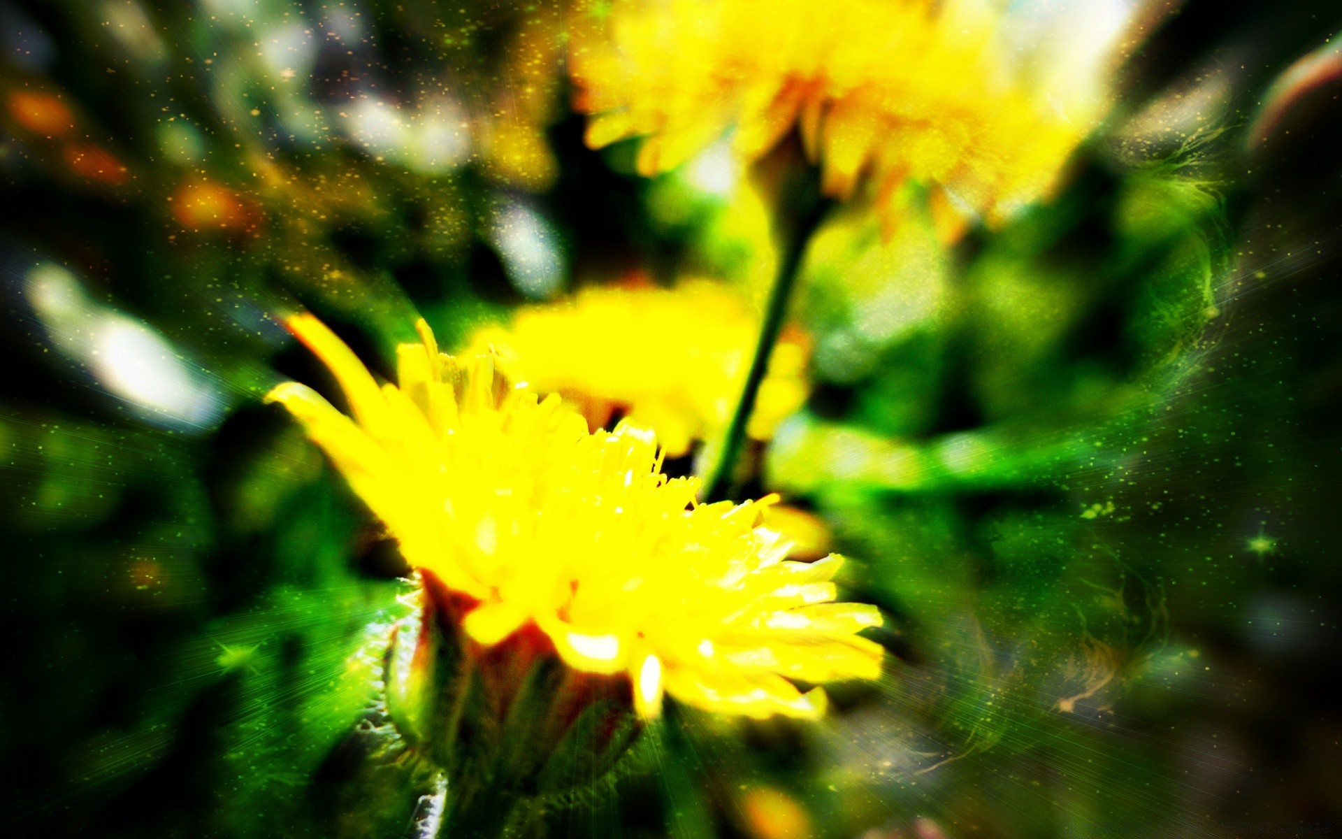 çiçekler doğa çiçek flora yaz bahçe yaprak açık havada çimen parlak ortamlar çiçek açan renk güzel hava çiçek saman büyüme alan güneş sezon