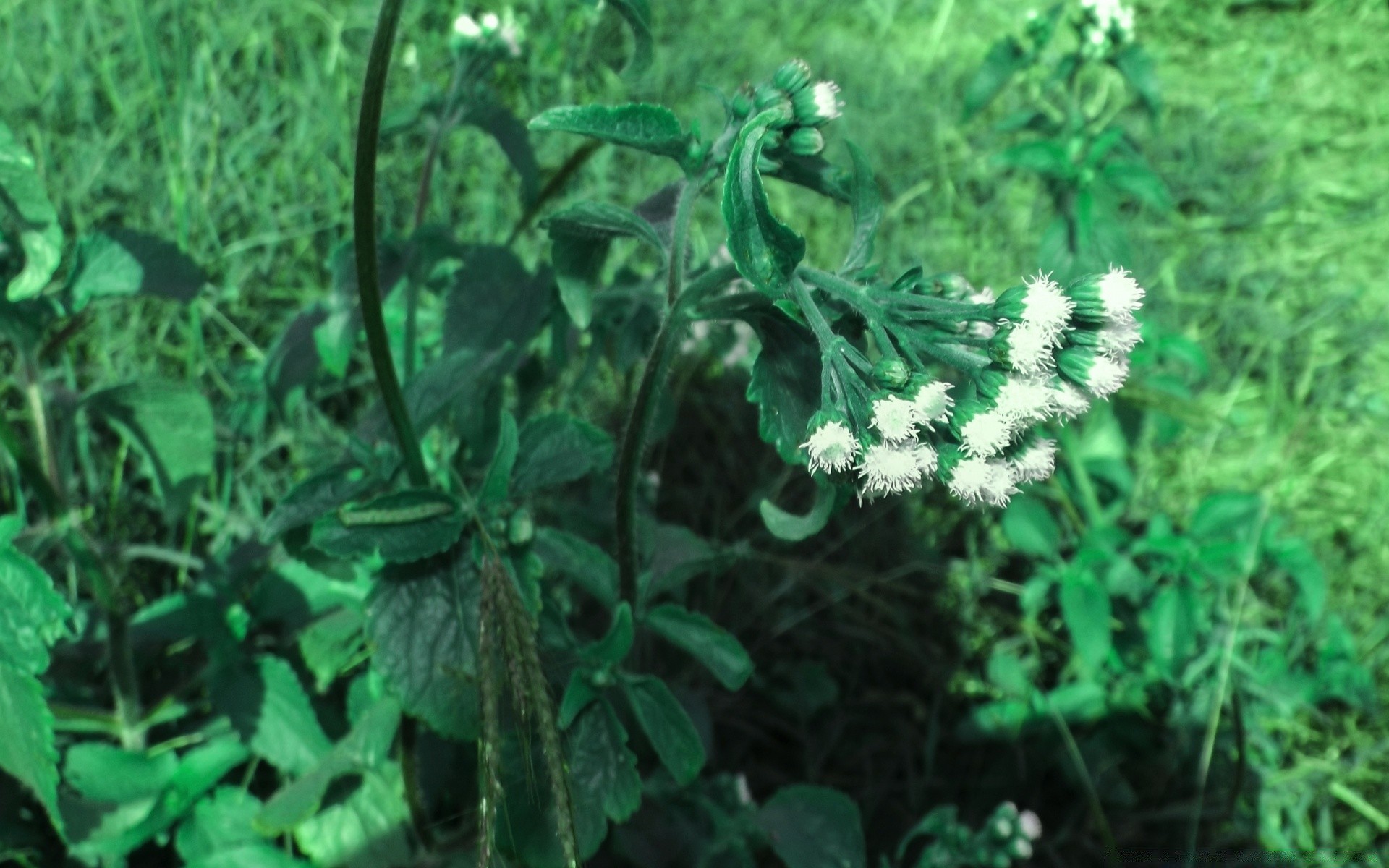 fleurs nature feuille flore mercredi été fleur à l extérieur herbe champ saison croissance sauvage couleur jardin beau temps nourriture