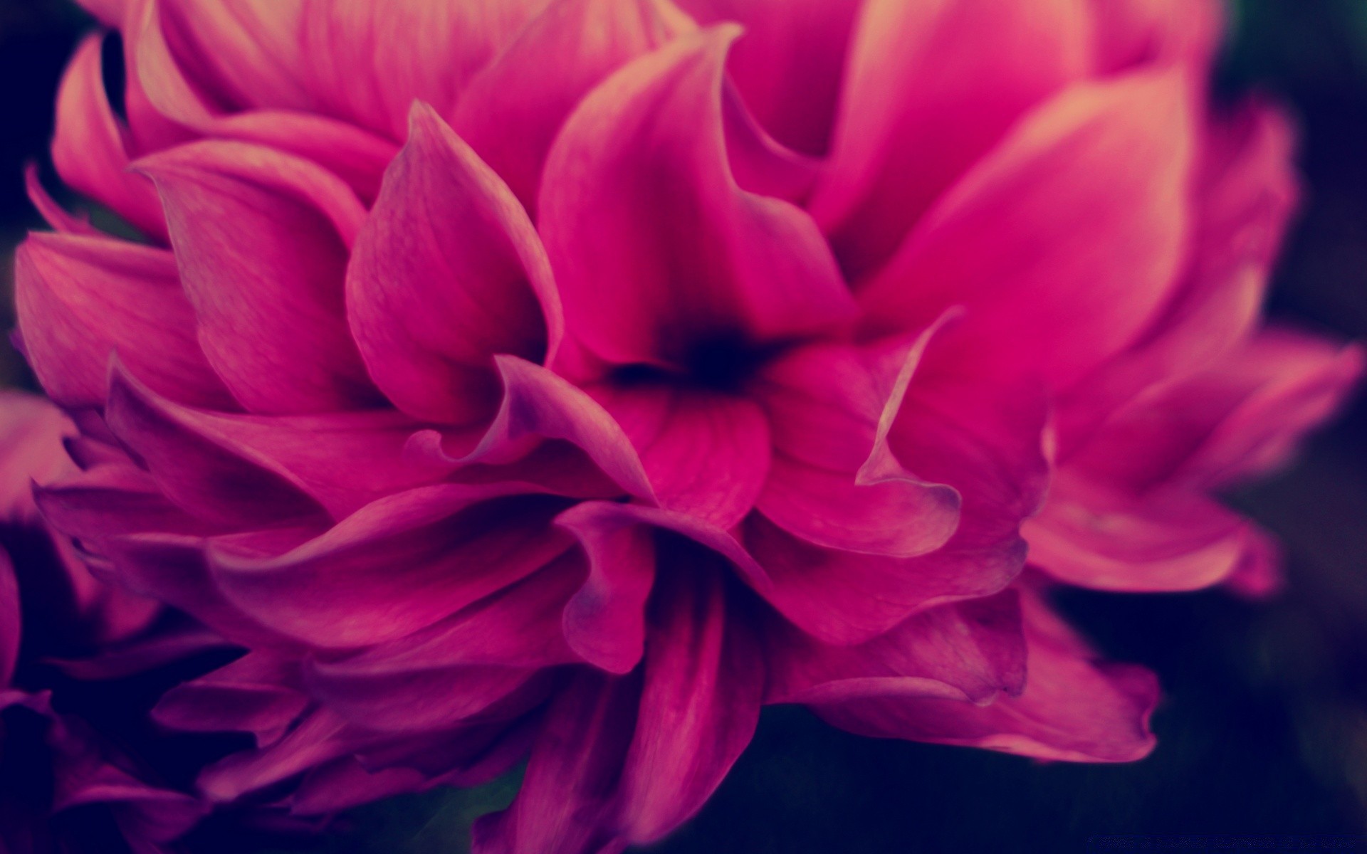 flowers flower nature color flora beautiful garden petal blooming floral love bright summer dahlia romantic delicate close-up leaf