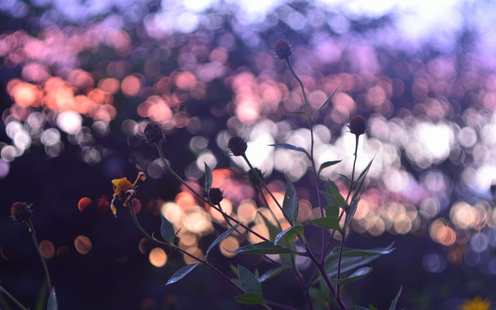 flowers color flower blur summer bright nature flora garden celebration desktop park sun