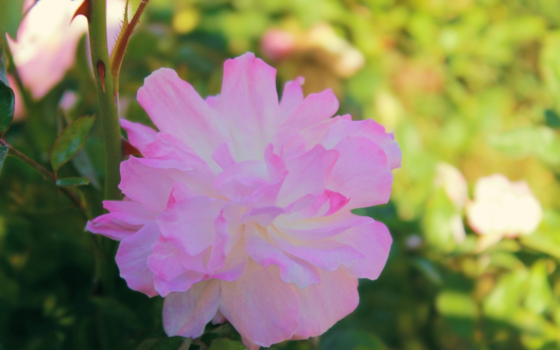 blumen blume natur flora garten sommer blatt blütenblatt blühen blumen farbe im freien schön hell schließen park rose wachstum