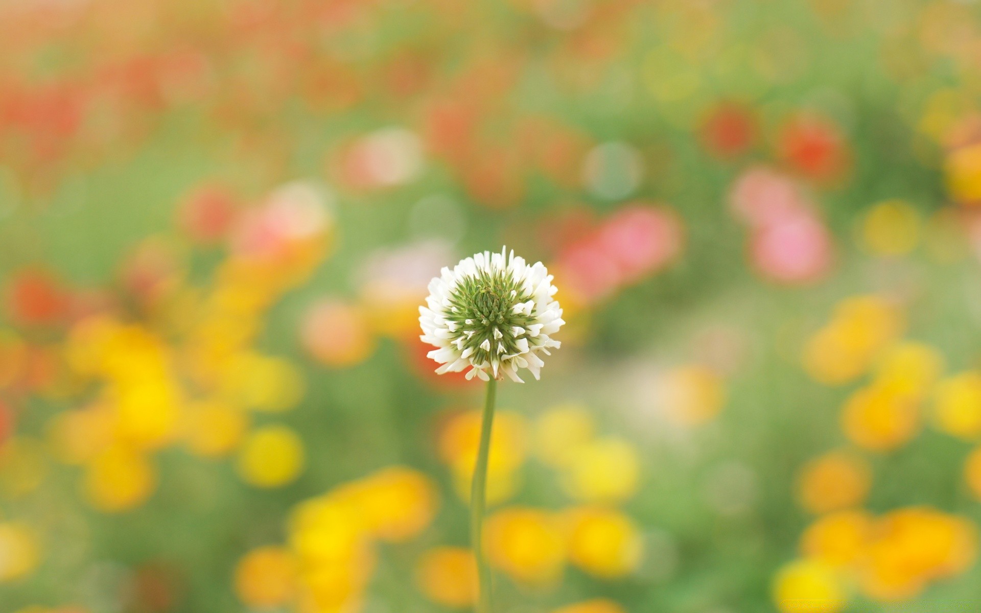 blumen natur blume sommer flora feld wachstum blatt hell heuhaufen im freien gutes wetter gras farbe jahreszeit des ländlichen blütenblatt garten blühen blumen