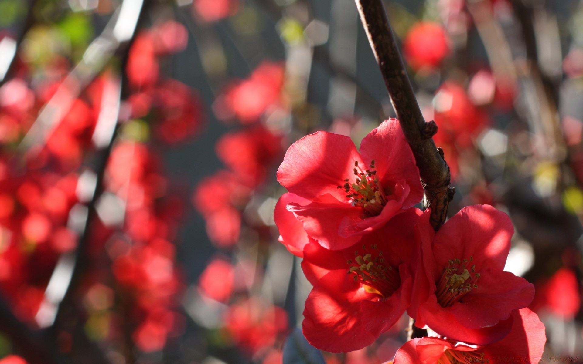 fiori albero fiore ramo natura decorazione del giardino flora all aperto inverno colore rosa parco vacanza fiore foglia