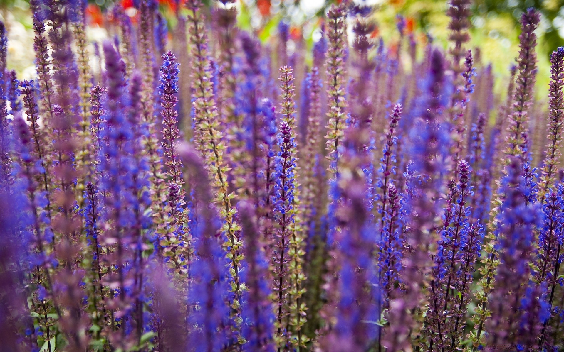 blumen blume natur flora sommer parfüm feld blumen im freien blühen kräuter lavendel farbe aromatisch garten aromatherapie violet hell schließen