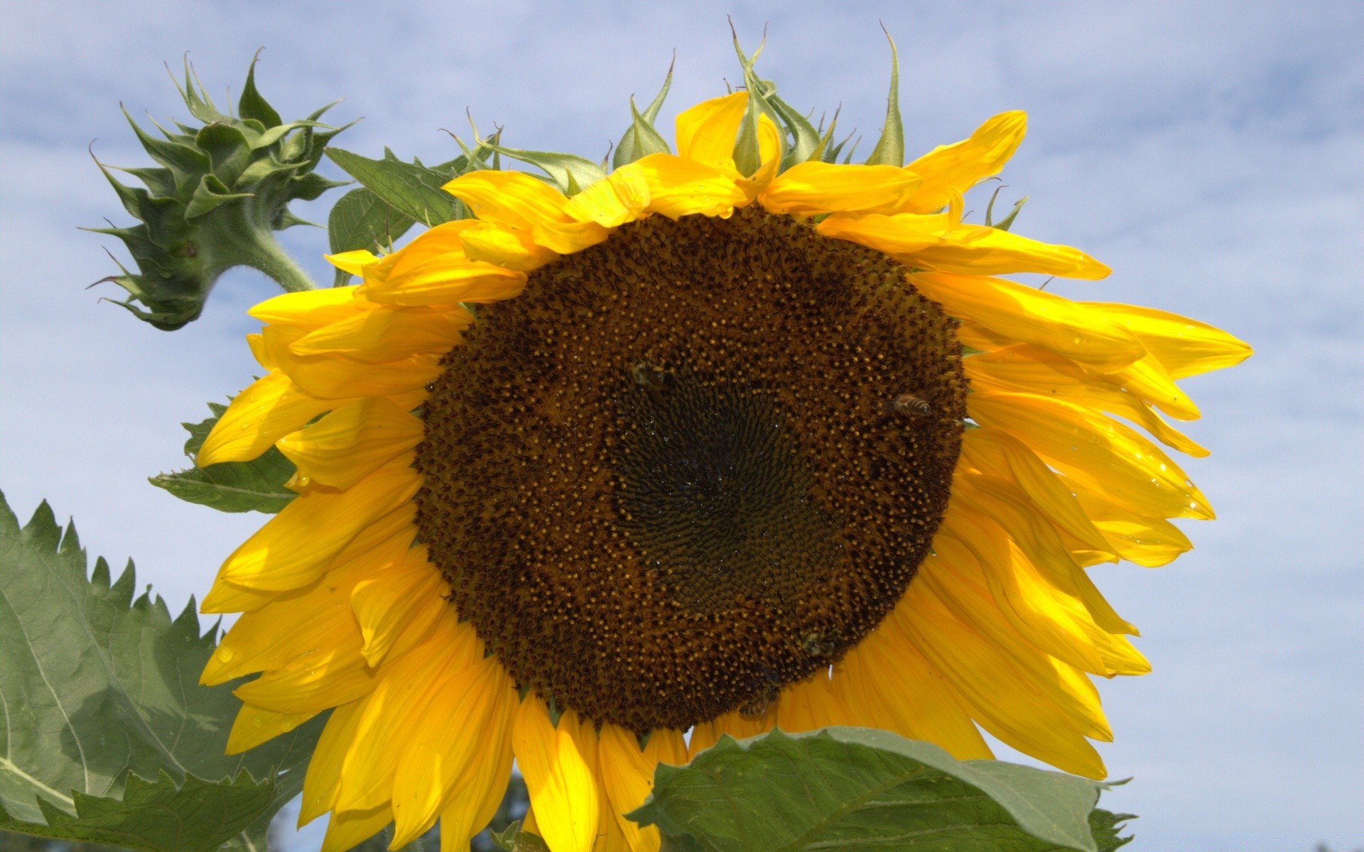 çiçekler doğa ayçiçeği flora yaz çiçek yaprak güzel hava parlak petal polen açık havada büyüme güneş bahçe güneşli çiçek alan yakın çekim güzel