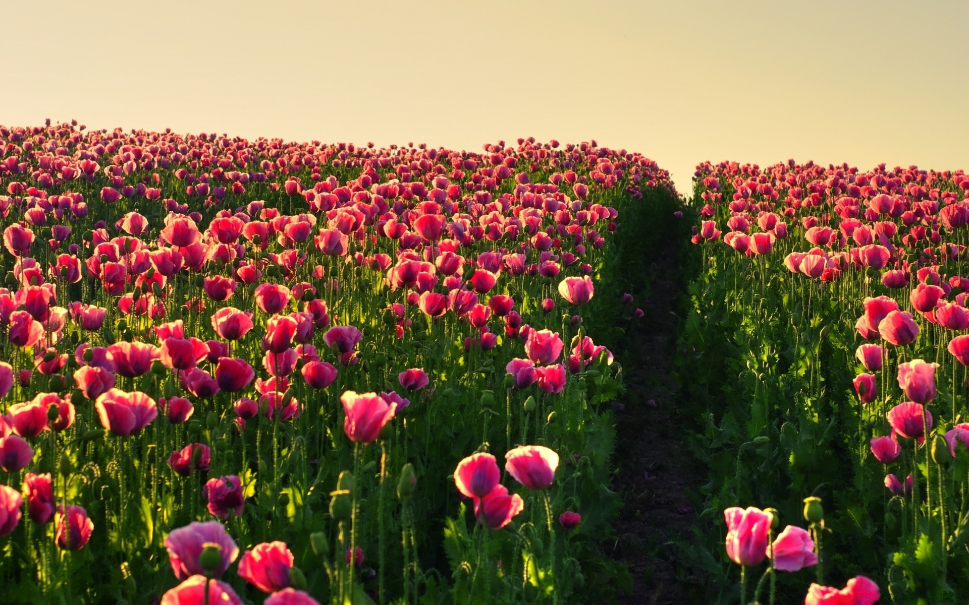 flowers flower field nature flora summer garden tulip growth rural bright color hayfield agriculture blooming floral fair weather leaf petal outdoors