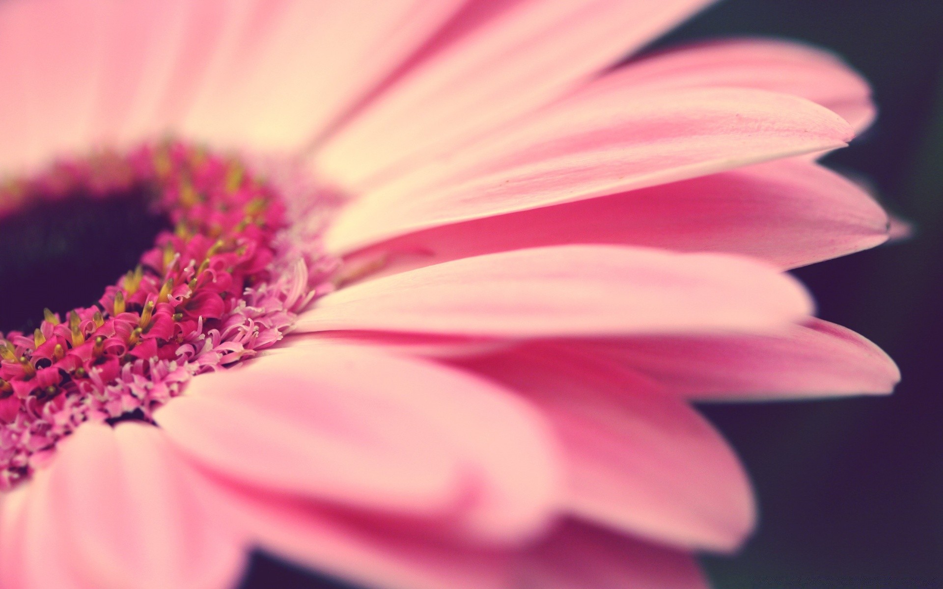 flowers flower nature flora summer garden bright color beautiful petal close-up blooming pollen leaf growth gerbera