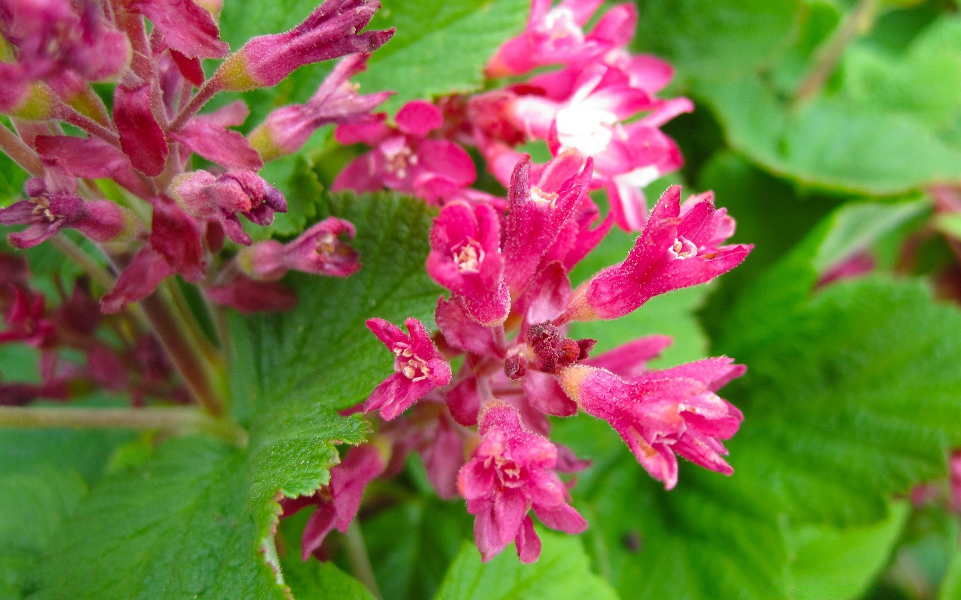 flowers nature flora garden leaf flower summer blooming floral petal close-up bright outdoors color growth season wild park botanical grass