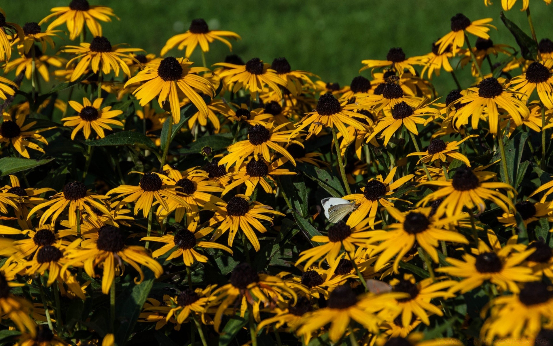 fleurs fleur nature été jardin flore champ foin bluming feuille croissance à l extérieur floral échinacée vivace pétale herbe