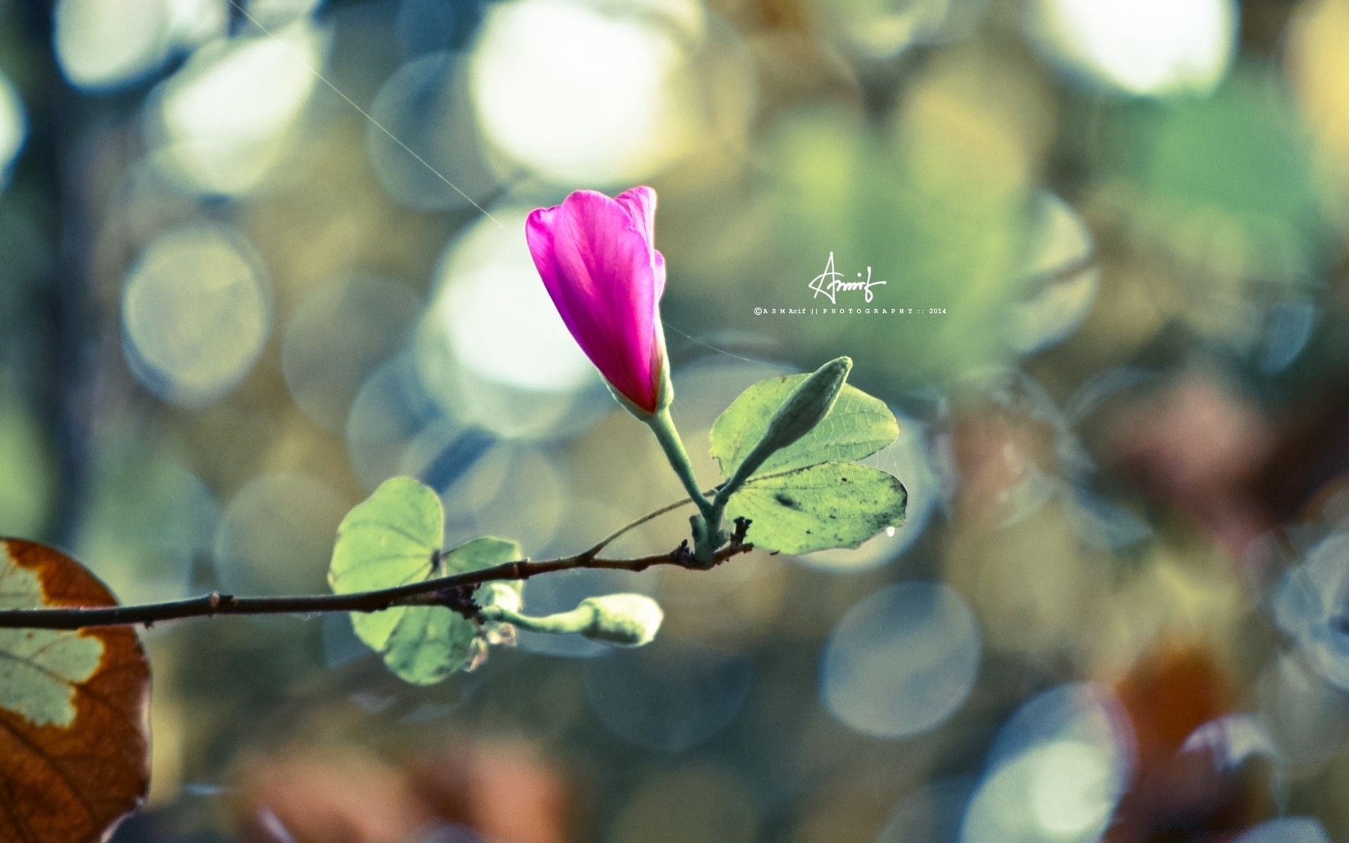 flowers leaf nature flora outdoors flower bright summer tropical garden blur beautiful