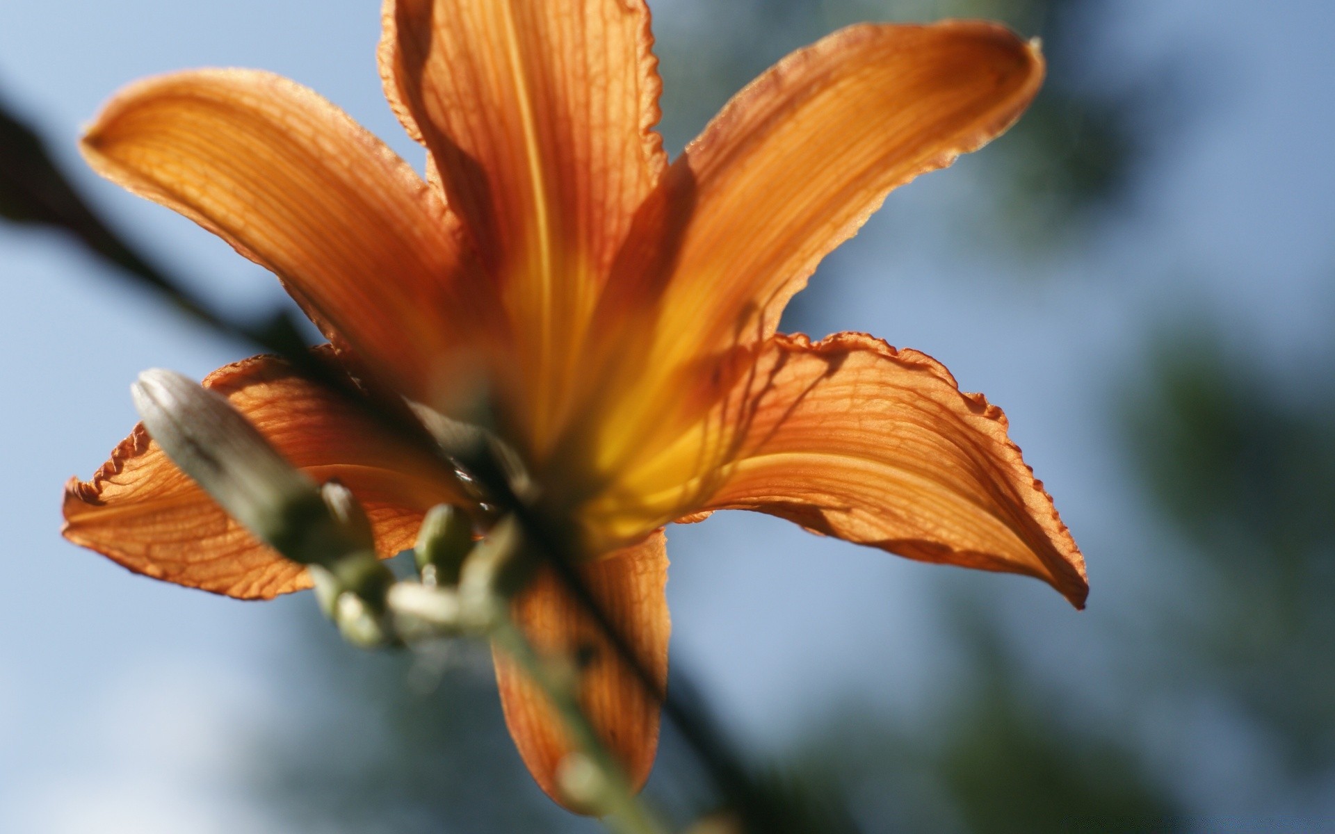 fiori natura fiore all aperto foglia estate flora giardino sfocatura colore petalo