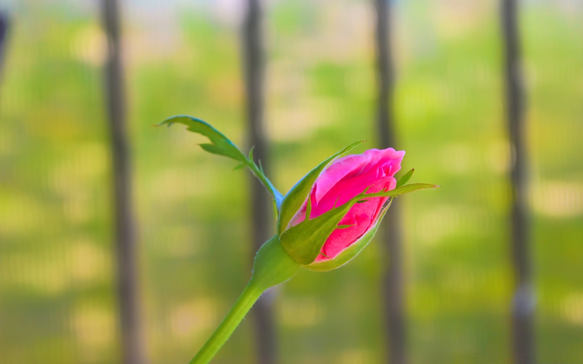 flowers nature flower leaf flora summer outdoors growth garden bright blur fair weather park color