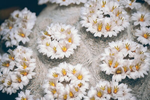 Flores blancas que crecen en el heno