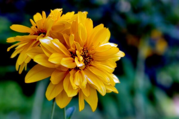 La flor en la naturaleza es de color amarillo