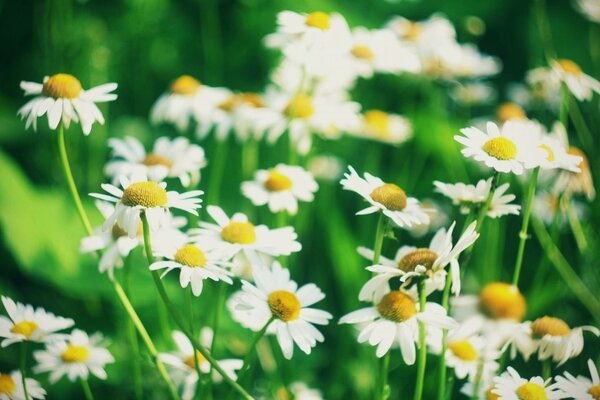 Kleine schöne Gänseblümchen auf grünem Hintergrund