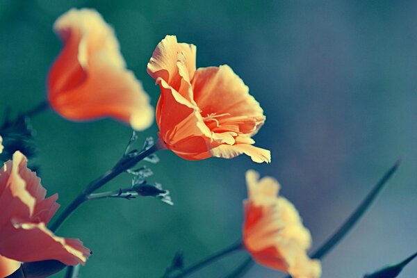 Mohnblumen blicken in den Himmel