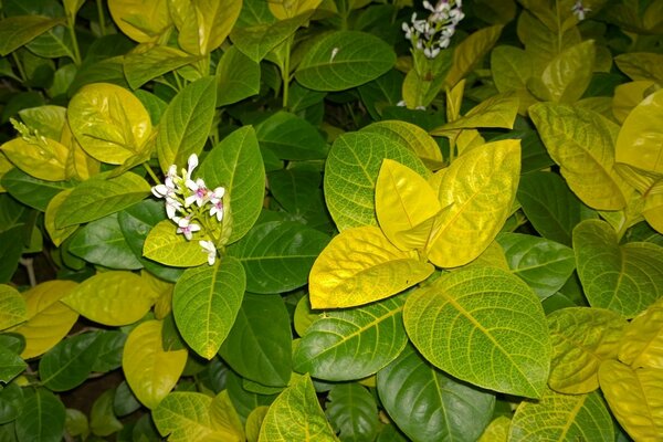 Bunte Blätter und Blumen im Garten