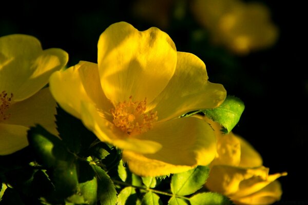 Schöne gelbe Blume in der Dämmerung