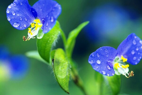 Flores azules sobre fondo borroso