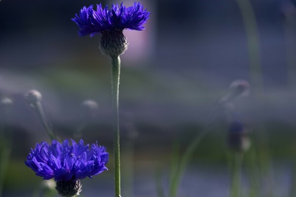 Wiesenblumen auf verschwommenem Hintergrund