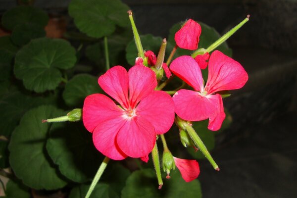 Blumen mit rosa Blättern auf einem dunklen Grünhintergrund