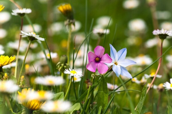 Feld von Sommerblumen , Gänseblümchen