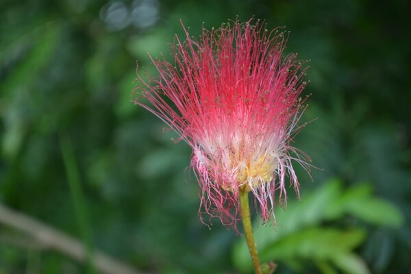 Seltsame rosa Blume auf grünem Hintergrund