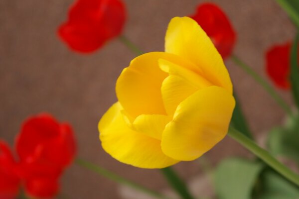 Yellow tulips - messengers of separation?