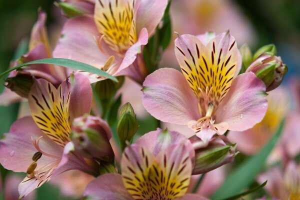 Incredibly rich in color flowers