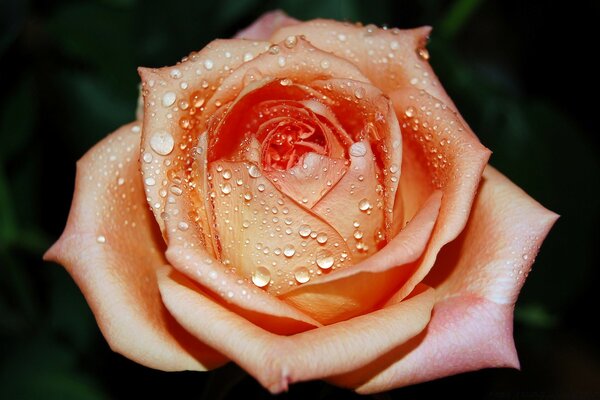 Rose tendre arrosée de rosée