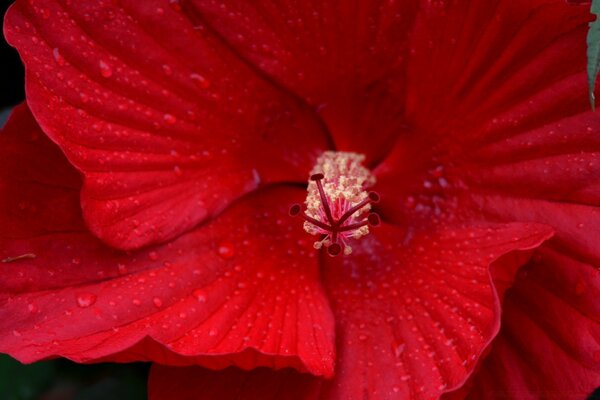 Red Hibiscus Macro Flower