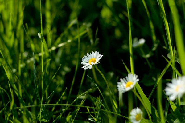 Daisies grow among the green grass