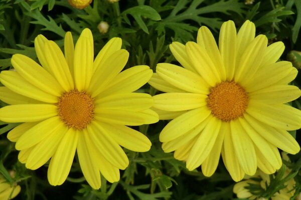 Big yellow flowers close up