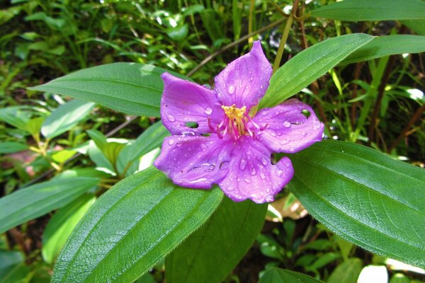 Blume mit Blättern in der Natur