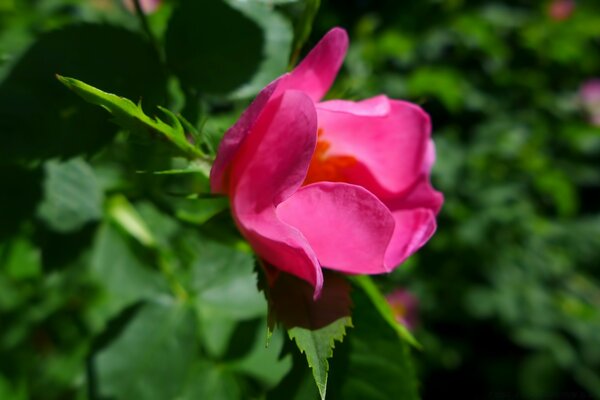 Pink flower on a green background