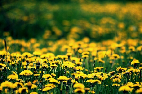 A whole glade of yellow dandelions