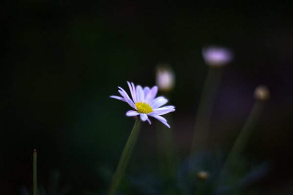 Blumen in der Natur auf dunklem Hintergrund