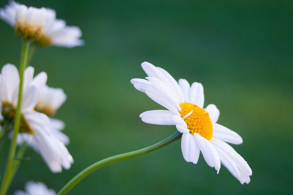 Large chamomile on a green background