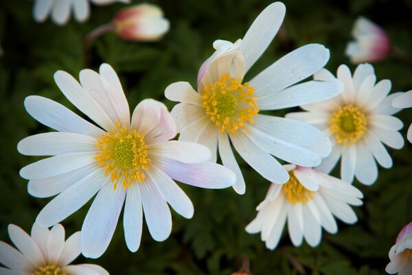 Daisies close-up. Guess what?