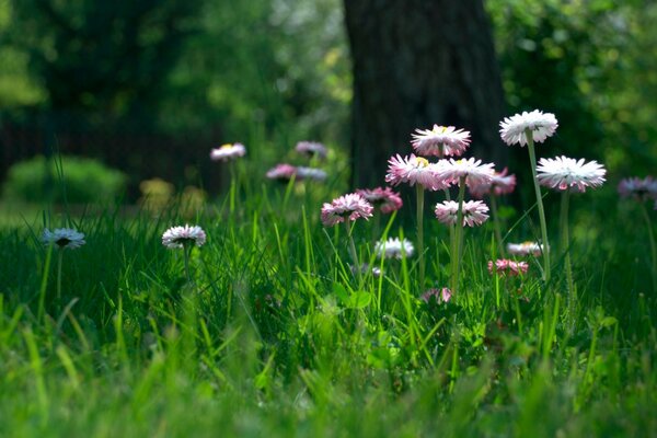 Rosa Blüten wachsen im Gras