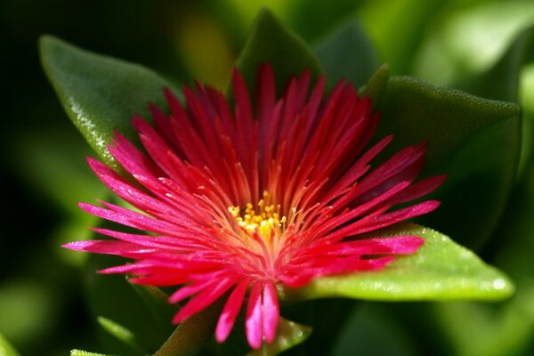 Natürliche Blume mit grünen Blättern