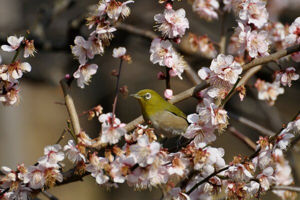 Sakura-Zweige und ein grüner Vogel