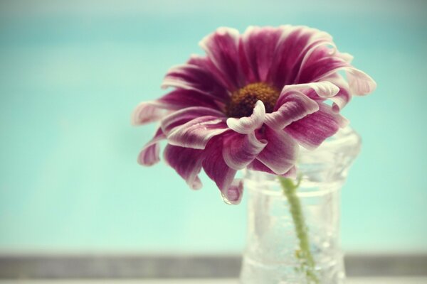 Blume im Glas auf blauem Hintergrund