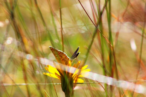 A butterfly sits on a flower outdoors